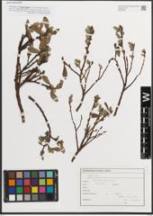 Foto von Salix L.